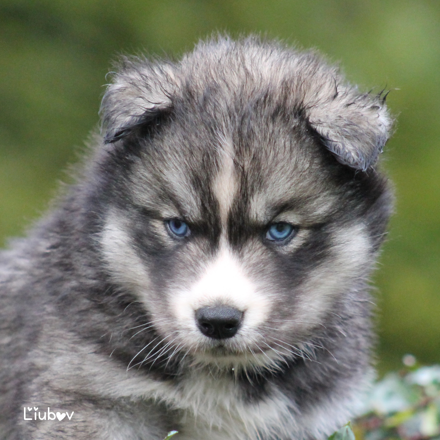 Liubov's Astre Polaire