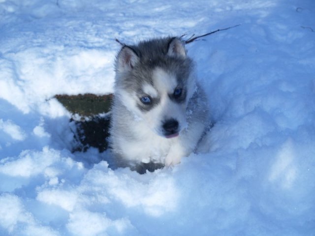 Rando - 18 au 20 décembre 2010