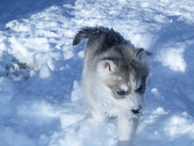 Rando - 18 au 20 décembre 2010