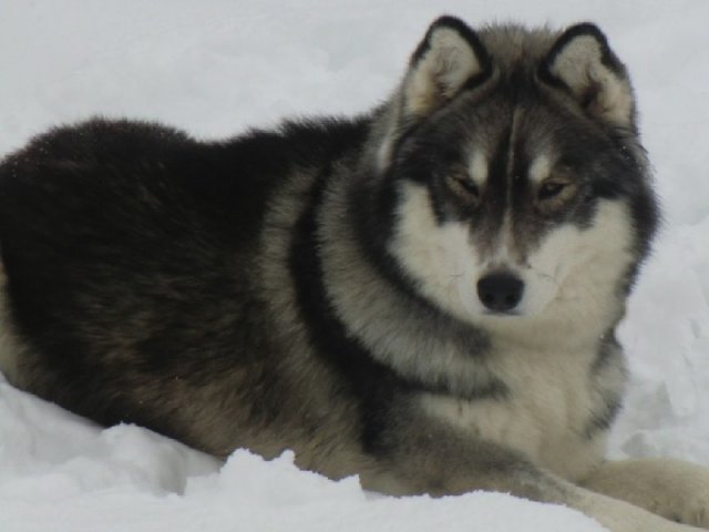 3 Liubov's dans les Hautes-Pyrénées.