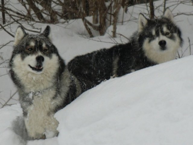 3 Liubov's dans les Hautes-Pyrénées.