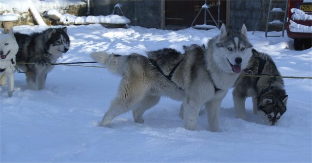 Rando - 6 au 20 Janvier 2010