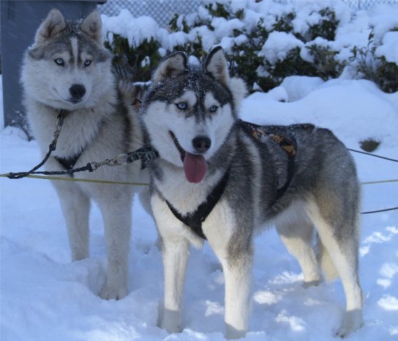 Rando - 6 au 20 Janvier 2010