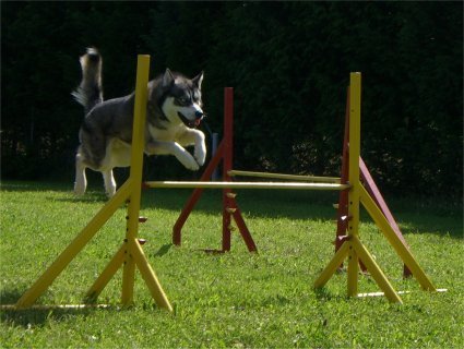 Apollon Wolf passe son brevet