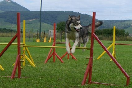Apollon Wolf passe son brevet