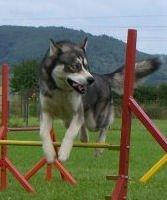 Apollon Wolf passe son brevet