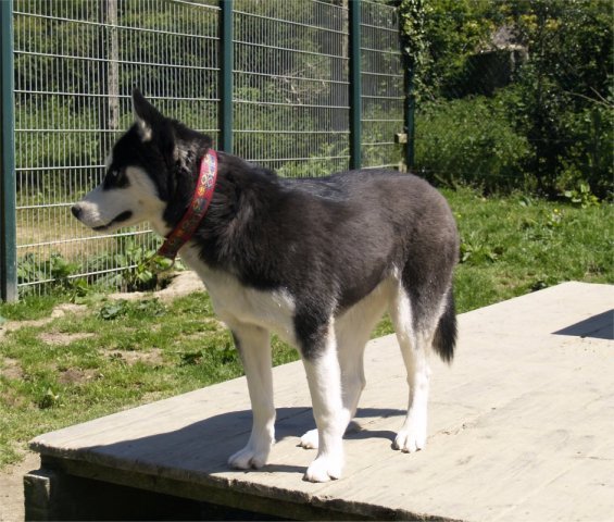 Arrivée de Gil Shadow