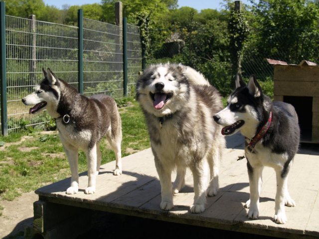 Arrivée de Gil Shadow