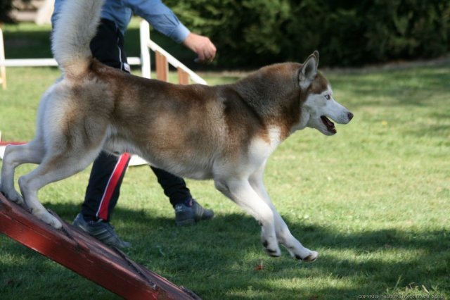 Broncks, premières compètes
