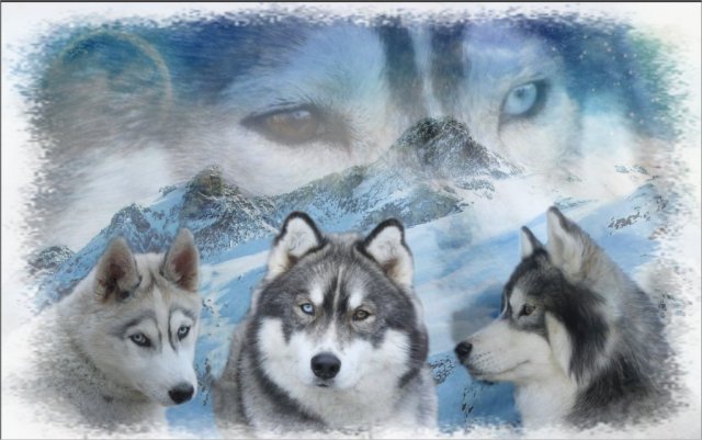 Création Graphiques