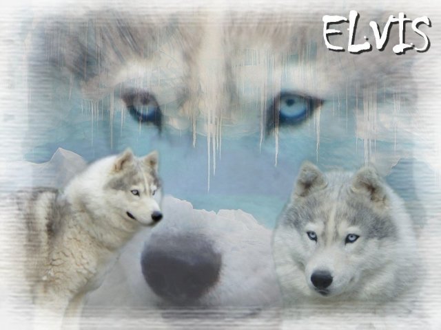 Création Graphiques