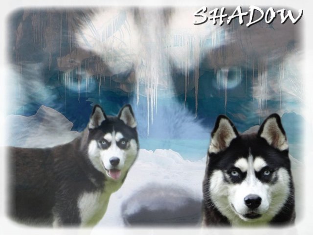 Création Graphiques