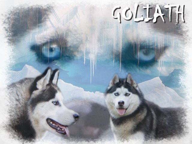 Création Graphiques