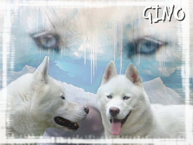 Création Graphiques