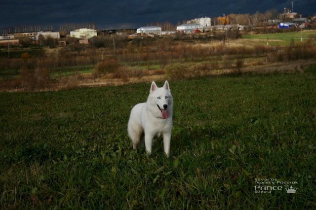 Descendance Liubov Russie