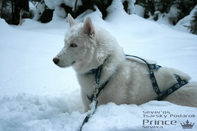 Descendance Liubov Russie