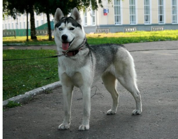 Descendance Liubov Russie