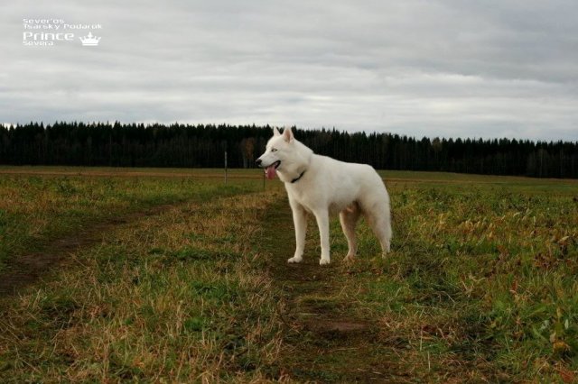 Descendance Liubov Russie