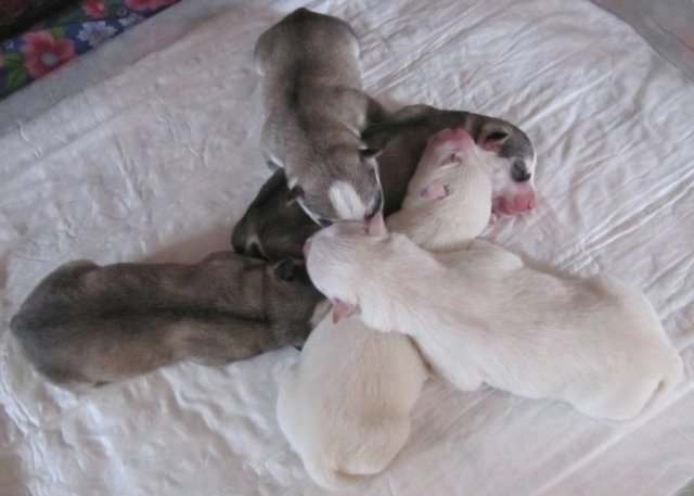 Descendance Liubov Russie