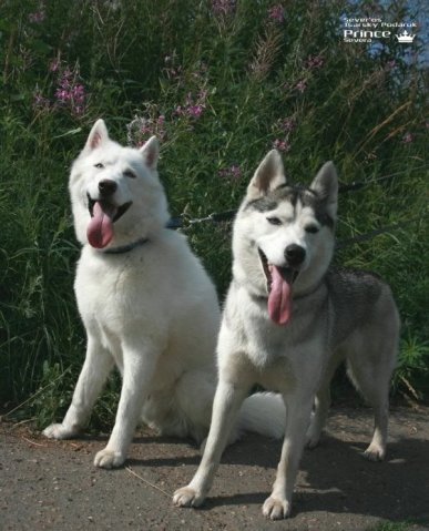 Descendance Liubov Russie