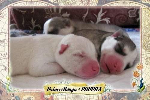 Descendance Liubov Russie