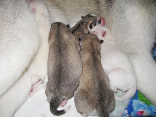 Descendance Liubov Russie