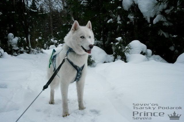 Descendance Liubov Russie