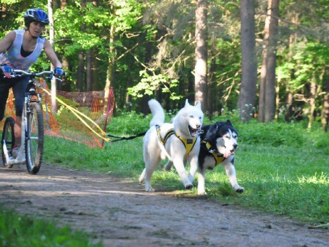 Flocon - baltic up 2012