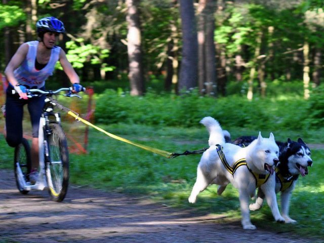 Flocon - baltic up 2012