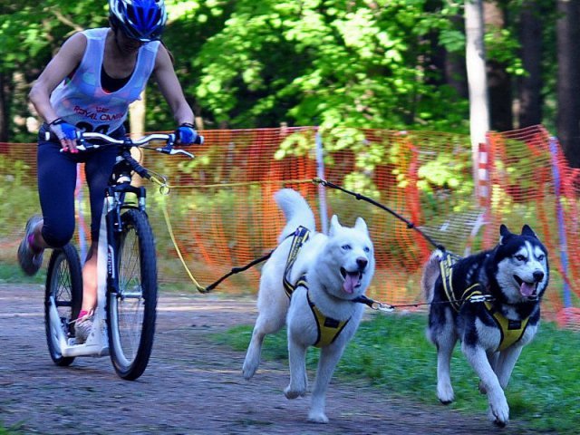 Flocon - baltic up 2012