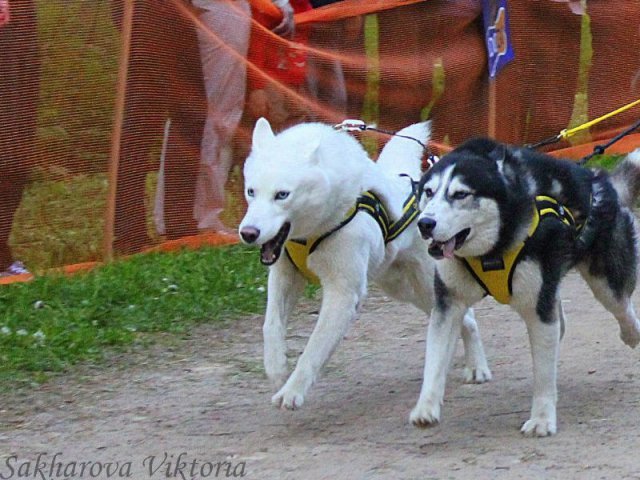 Flocon - baltic up 2012