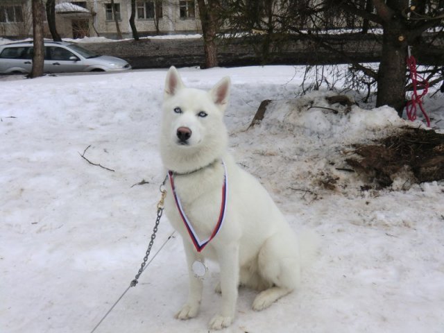 Flocon de Neige - 1er compète