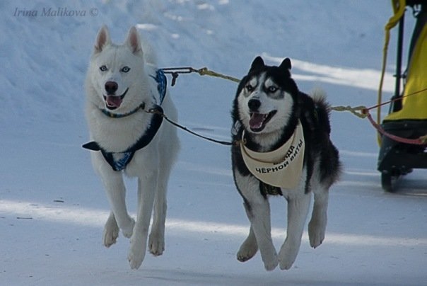 Flocon de Neige - 1er compète