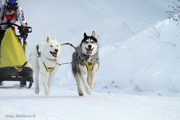 Flocon de Neige sur le podium