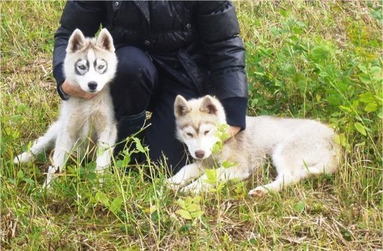 Haurole et Hetoile en Russie
