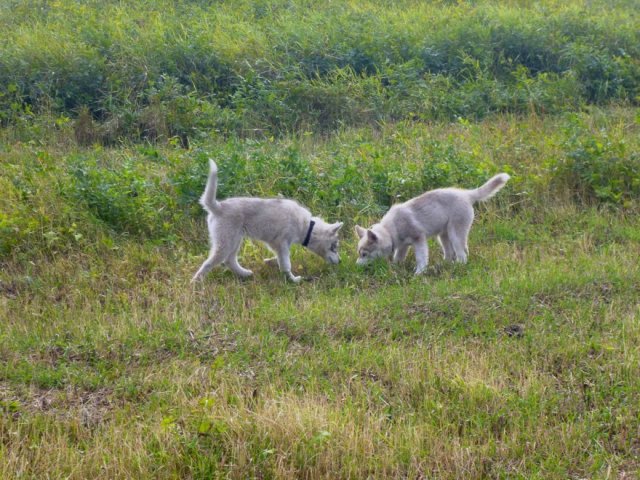 Haurole et Hetoile en Russie