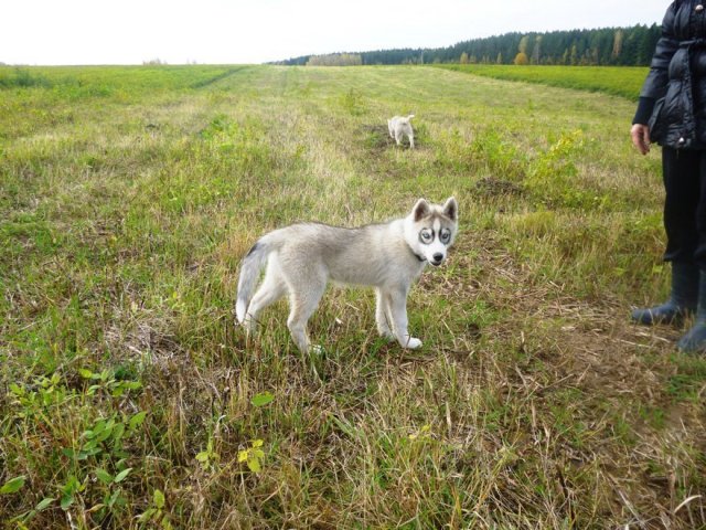 Haurole et Hetoile en Russie