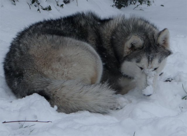 L'élevage sous la neige