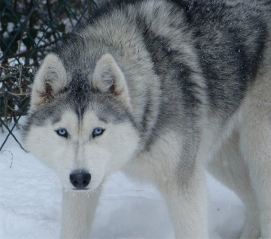 L'élevage sous la neige