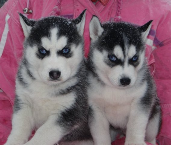 L'élevage sous la neige