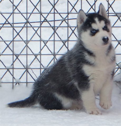L'élevage sous la neige