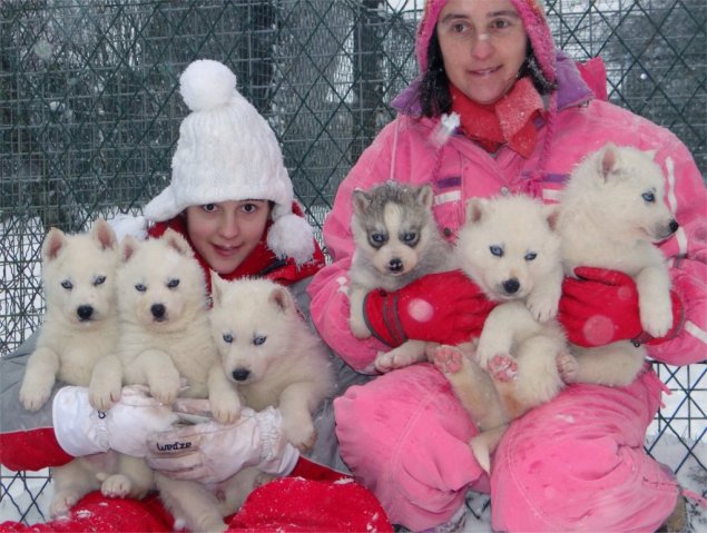 L'élevage sous la neige