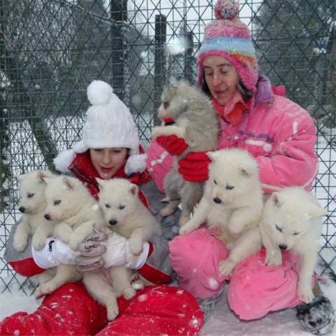L'élevage sous la neige