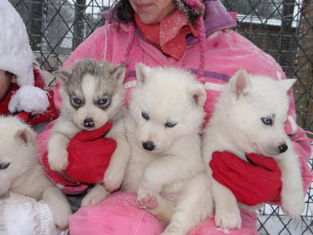 L'élevage sous la neige