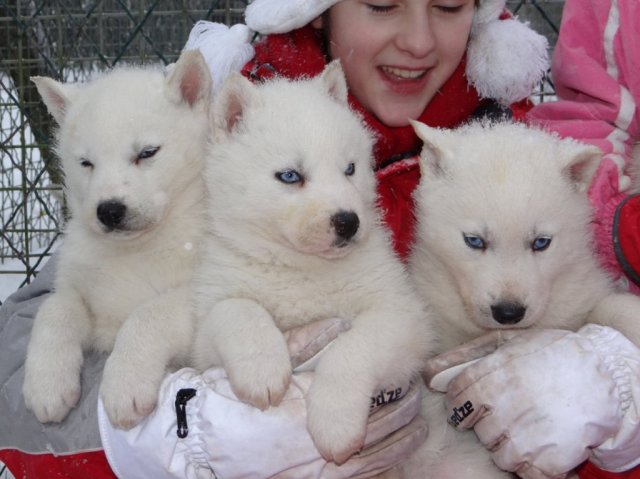 L'élevage sous la neige