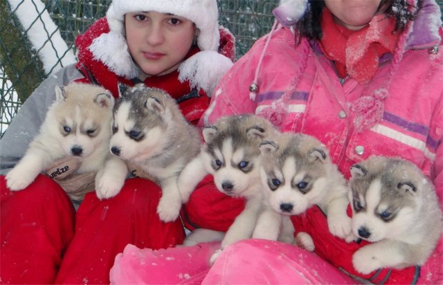 L'élevage sous la neige