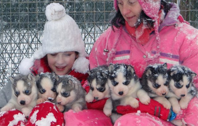 L'élevage sous la neige