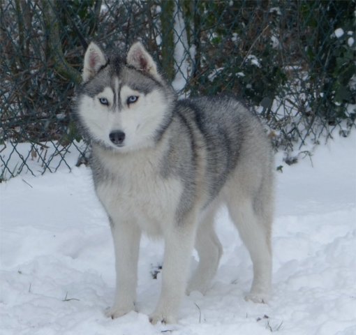L'élevage sous la neige