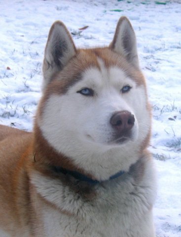 Les Liubov Sous La Neige 2010