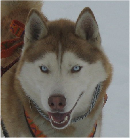 Les Liubov Sous La Neige 2010